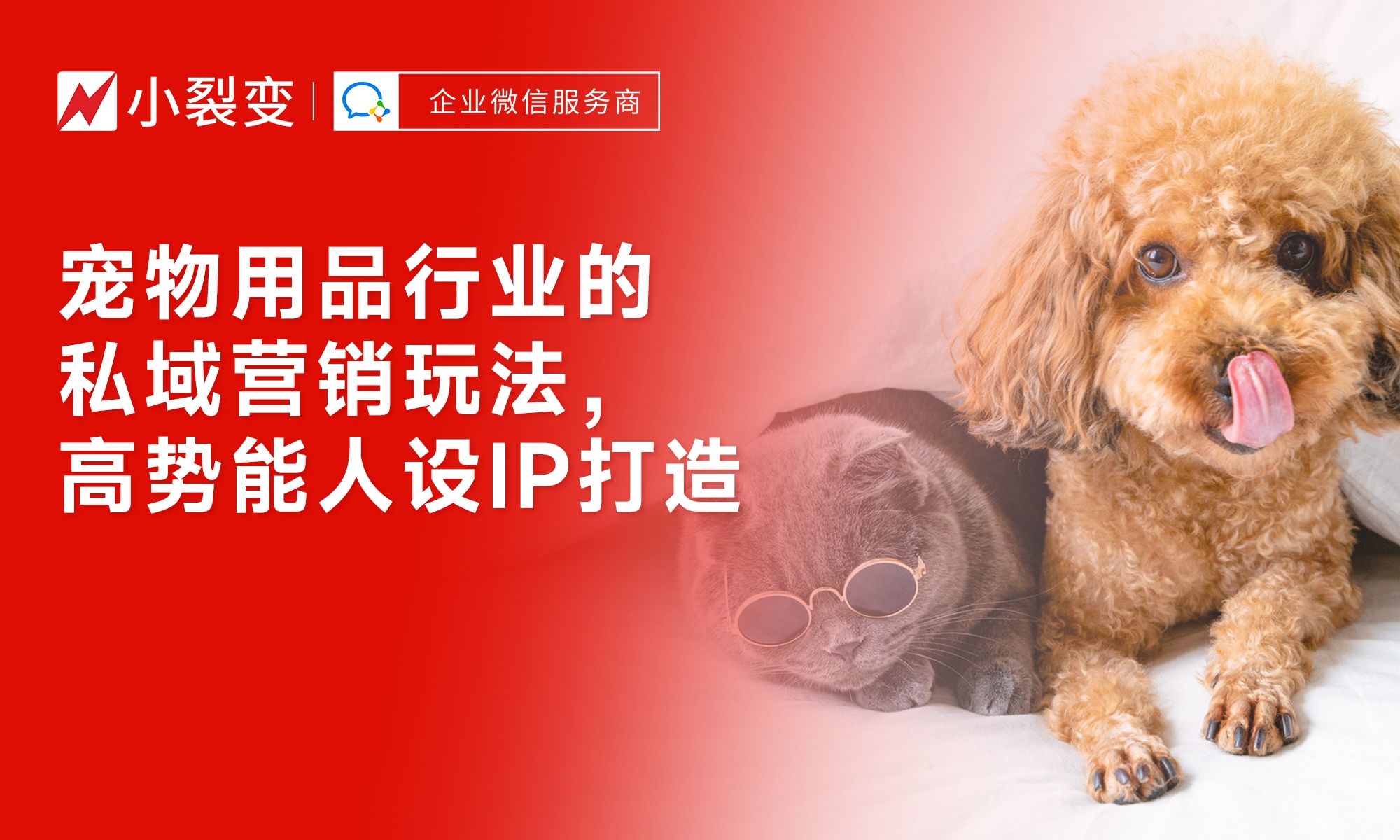 從“鏟屎官”到“寵物專家” 私域營銷時代下，寵物用品行業如何打造高勢能人設IP驅動銷售增長
